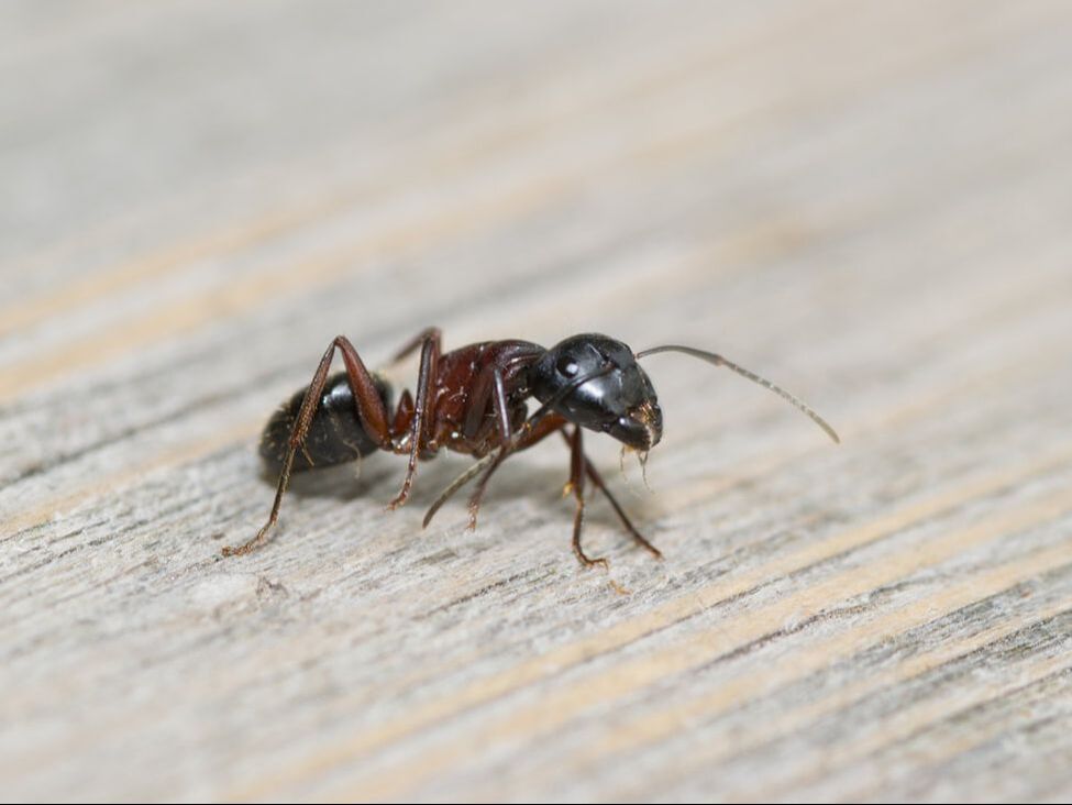 Odorous House Ants - Reynoldsburg Ant Exterminator