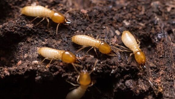 termite control reynoldsburg oh - Workers