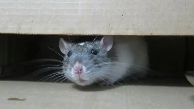 rat peeking - rodent control Hebron