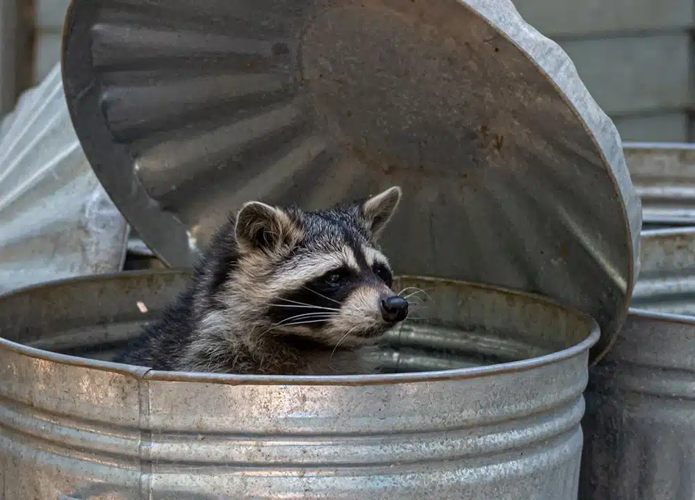 hebron wildlife removal 1